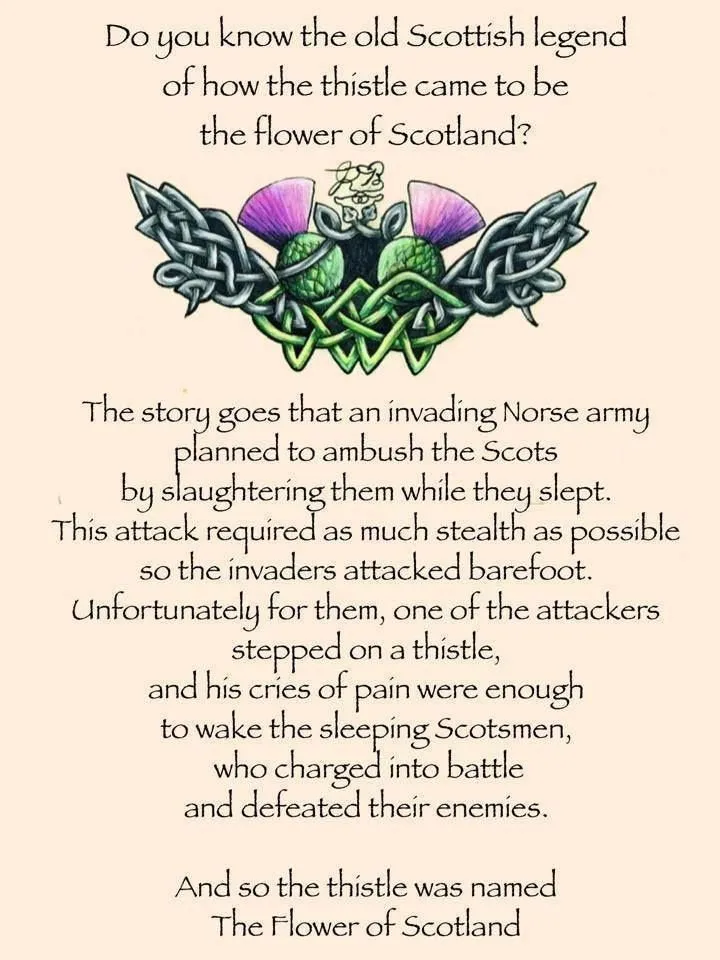 Modern Thistle Kilt Pin