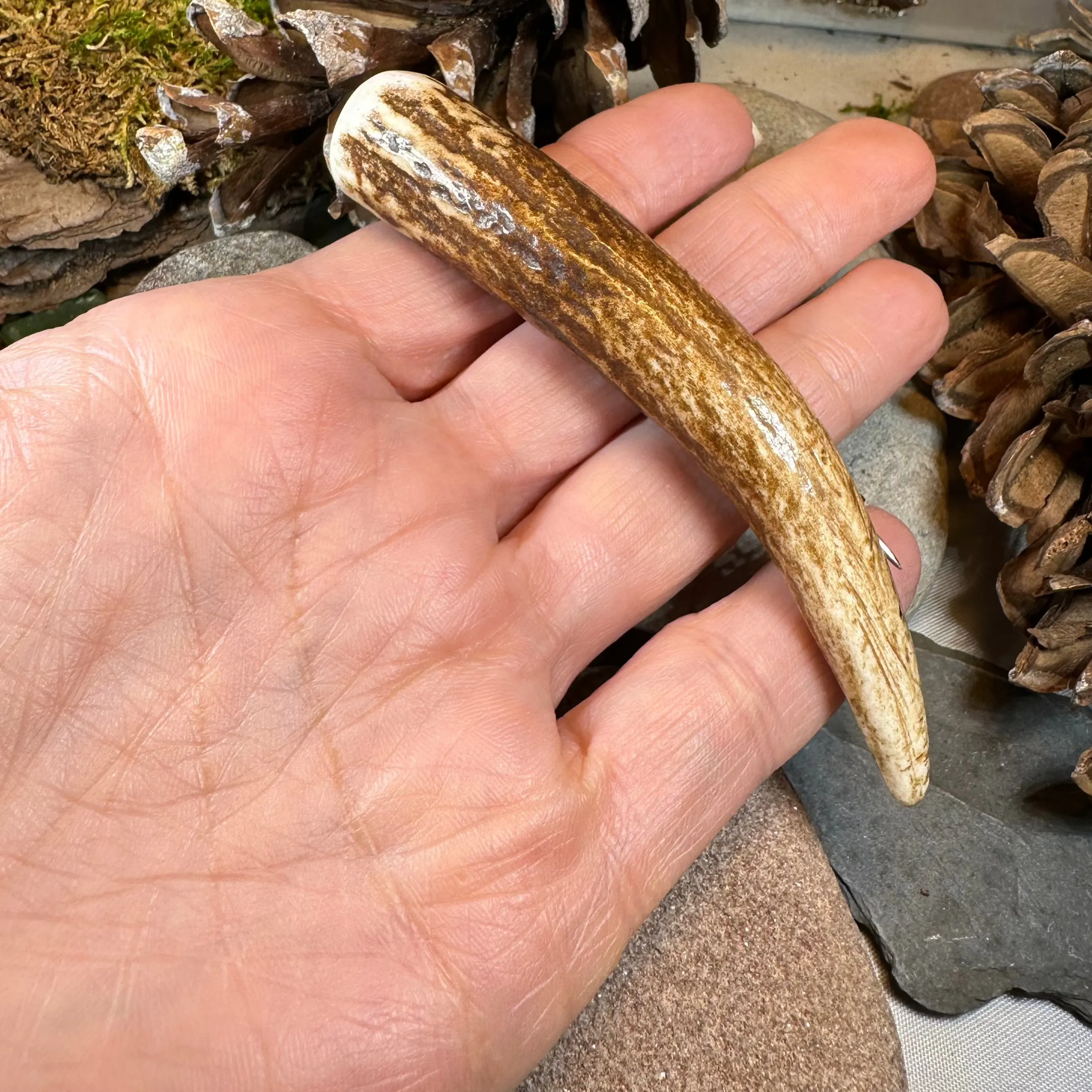 Stag Antler Kilt Pin